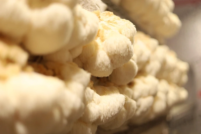Grow mushrooms