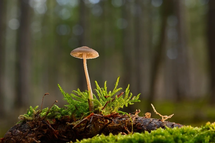 soil and mushrooms